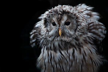 Owl in the night by Sander Gerritsen