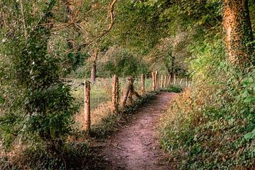 path along the fores von rob creemers