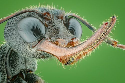 Les fourmis règnent...