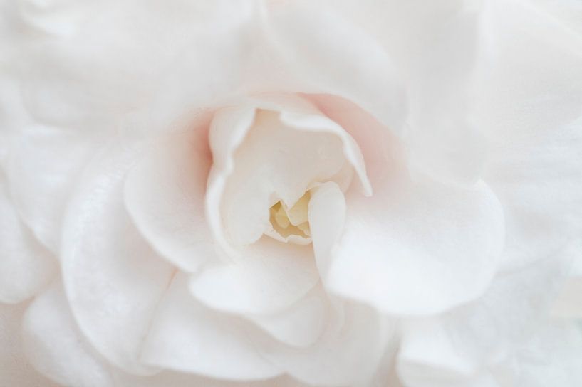 Bull's-eye by MdeJong Fotografie