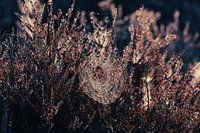 Spider web 2