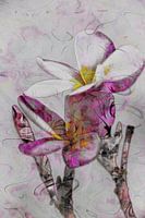 Frangipani Watercolor Collage