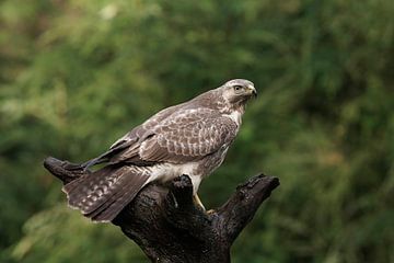 Buzzard sur Jan van Vreede