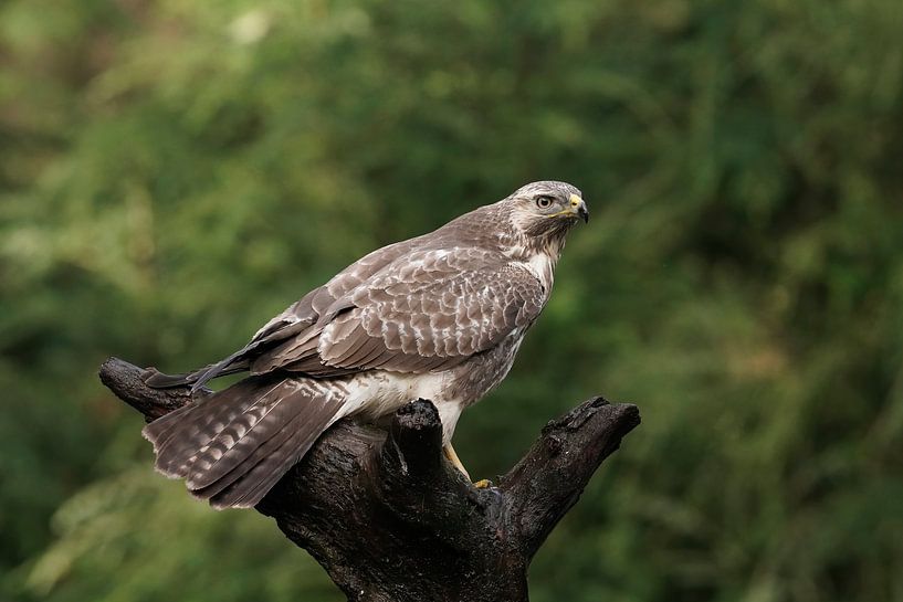 Buzzard by Jan van Vreede