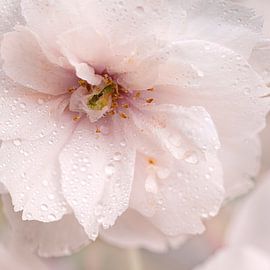 Soft, beautiful blossom.