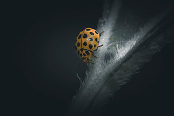 La coccinelle sous les feux de la rampe