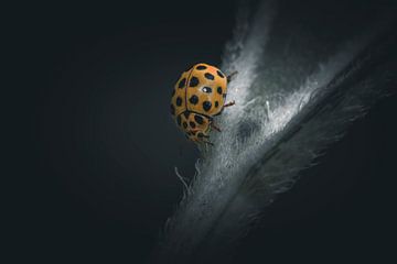 Ladybird in the spotlight van Shanna van Mens Fotografie