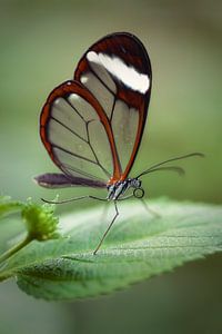 Glasschmetterling