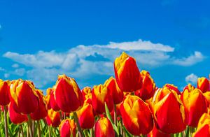 Tulpen in Flevoland van Ivo de Rooij