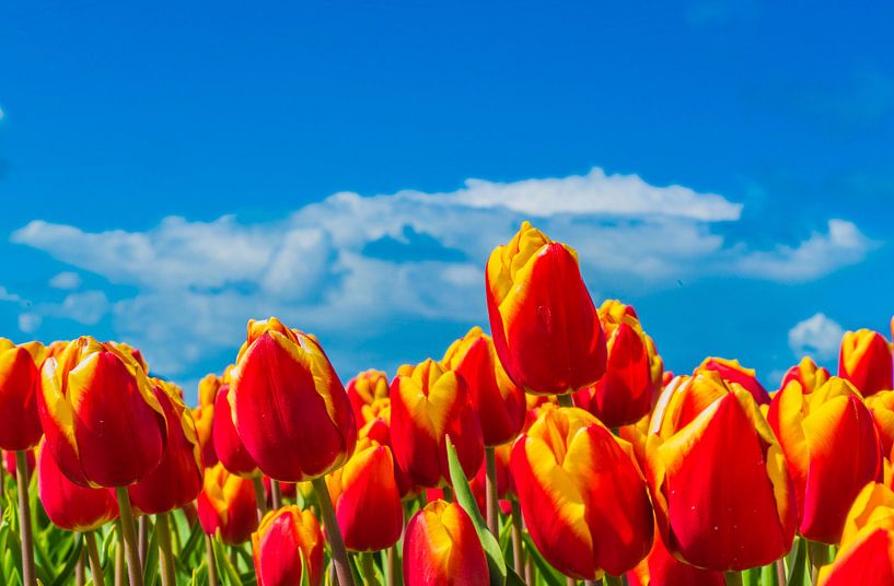 Tulpen in Flevoland von Ivo de Rooij