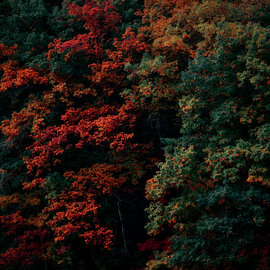 Herbstliche Waldmagie – Symmetrie der Farben im Fichtenwald von Wandbilder Onlineshop