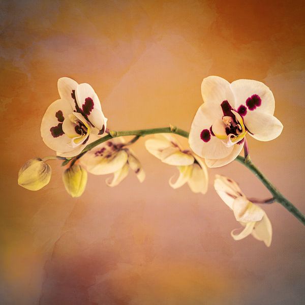 Altmodische Orchidee von Maneschijn FOTO