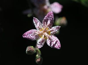 Lys crapaud japonais