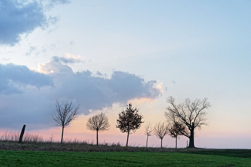 Baumreihe mit markanter Wolkenformation im Abendlicht von Ralf Lehmann