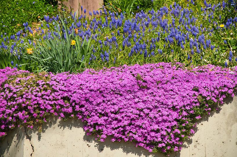 Spring in the Ortenau region by Tanja Voigt