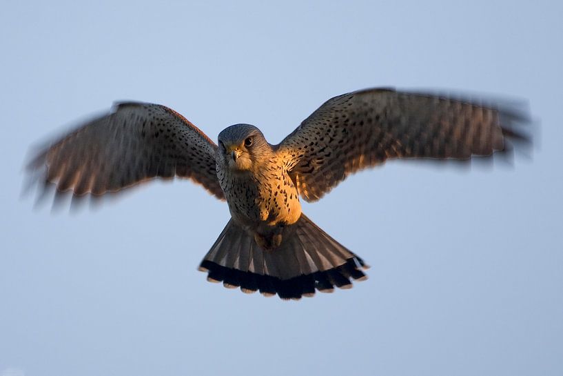 Turmfalke von Menno Schaefer