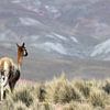 Vicuna en Bolivie sur Marieke Funke