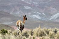 Vicuna in Bolivia by Marieke Funke thumbnail