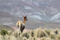 Vicuna in Bolivia