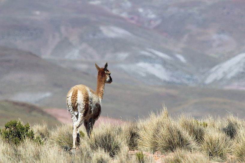 Vicuna in Bolivia by Marieke Funke