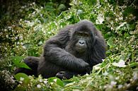funny looking young mountain gorilla  by Jürgen Ritterbach thumbnail