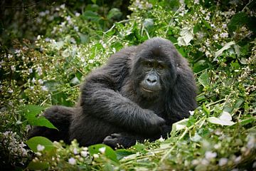 funny looking young mountain gorilla  by Jürgen Ritterbach