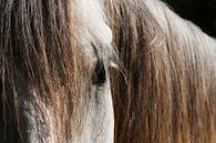camargue paard van Claudia Moeckel thumbnail