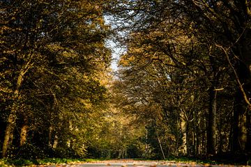Autumn between the Oak Trees by Linsey Aandewiel-Marijnen