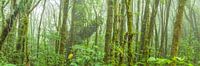 Tropisch Regenwoud van Chris Stenger thumbnail