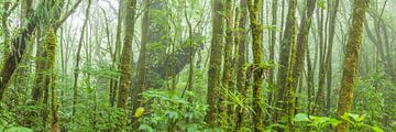 Forêt tropicale sur Chris Stenger