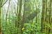 Tropischer Regenwald von Chris Stenger