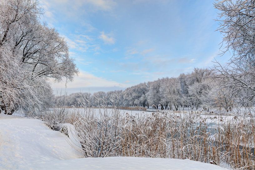 Snowy trees in sunny winter morning. North Europe by Yevgen Belich