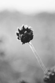 Dried plant in black and white