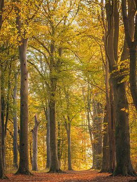 Herbstwald II von Diane van Veen