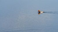 Crooning duck alone in the water