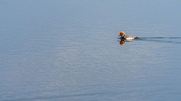 Quietschende Ente allein auf dem Wasser von Eagle Wings Fotografie