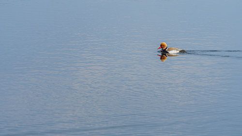 Crooning duck alone in the water