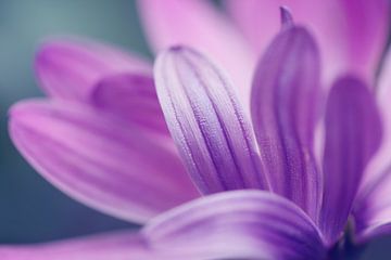 Paarse bloemblaadjes.  van LHJB Photography
