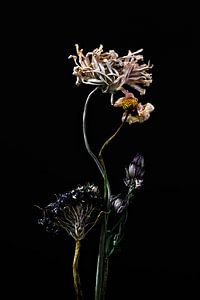 Mehrere getrocknete Blumen als Stillleben von Steven Dijkshoorn