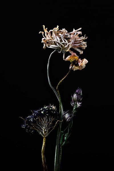 Verschillende opgedroogde bloemen als stilleven donker van Steven Dijkshoorn