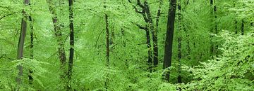 Panorama of beautiful green beech deciduous trees in the forest in spring by Bas Meelker