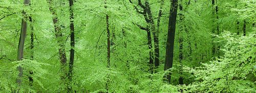 Panorama van mooie groene beuken loofbomen in het bos in het voorjaar