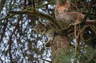 Eurasian Lynx ( Lynx lynx ) resting high up in a pine tree, watching down, perfect camouflage, Europ by wunderbare Erde thumbnail