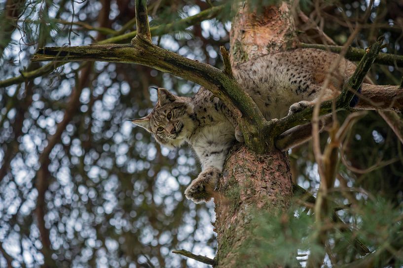Eurasian Lynx ( Lynx lynx ) resting high up in a pine tree, watching down, perfect camouflage, Europ by wunderbare Erde