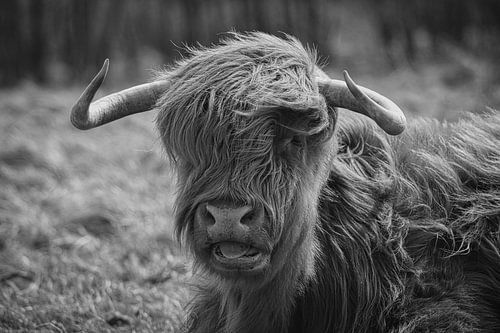 Zwart wit hooglander