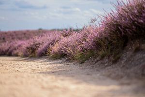 Posbank sur Marieke Tegenbosch