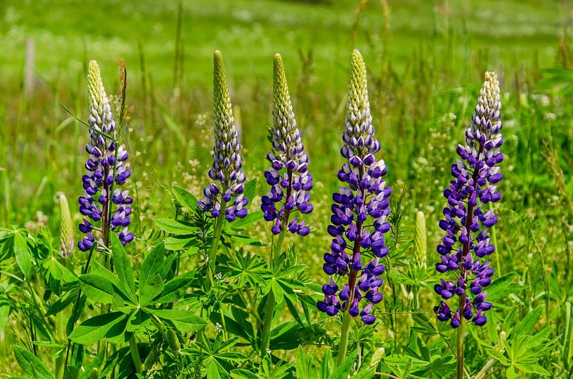 Five lupines in the Eifel by Frans Blok - photos, art and other wall decoration