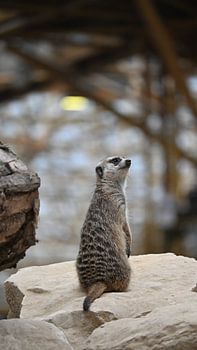 Meerkat on Guard