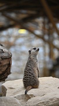 Meerkat on Guard by Bambi Lu