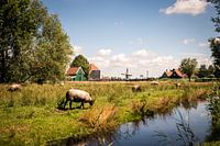 Schapen, Zaanse Schans
